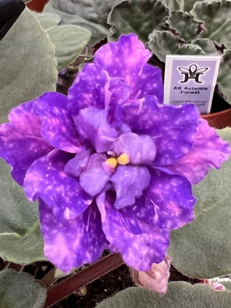 Cajun Blueberry Hill