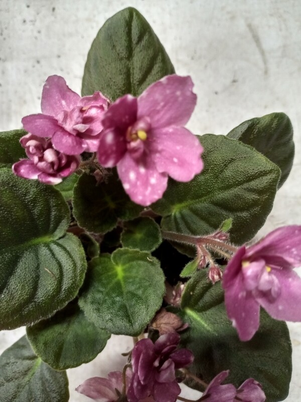 Hunter's Fire and Ice