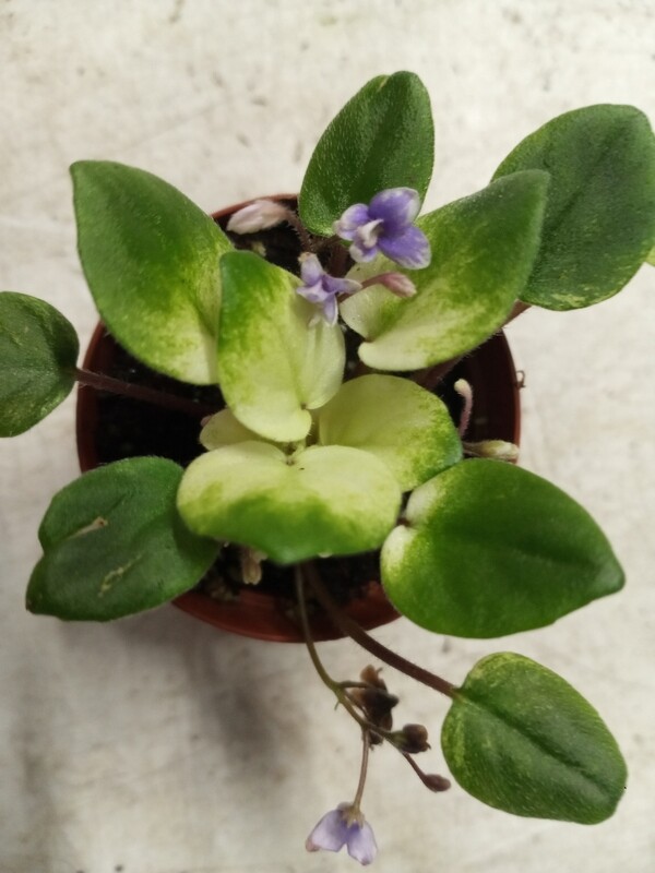 Harmony&#39;s Spring Fever