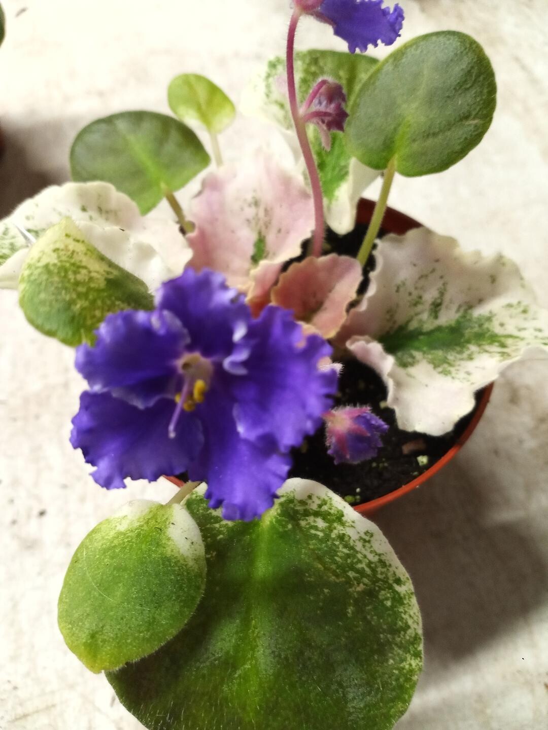 Harmony&#39;s Purple Passion