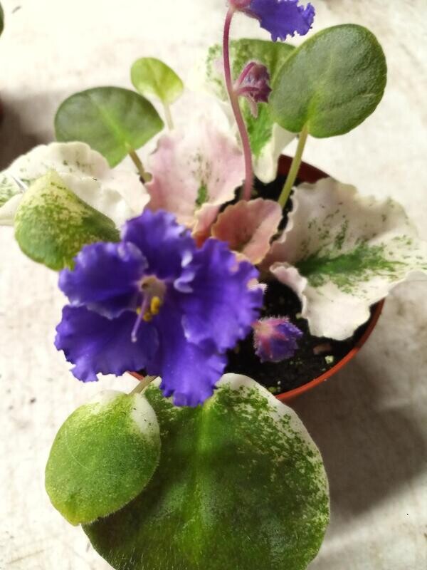 Harmony's Purple Passion