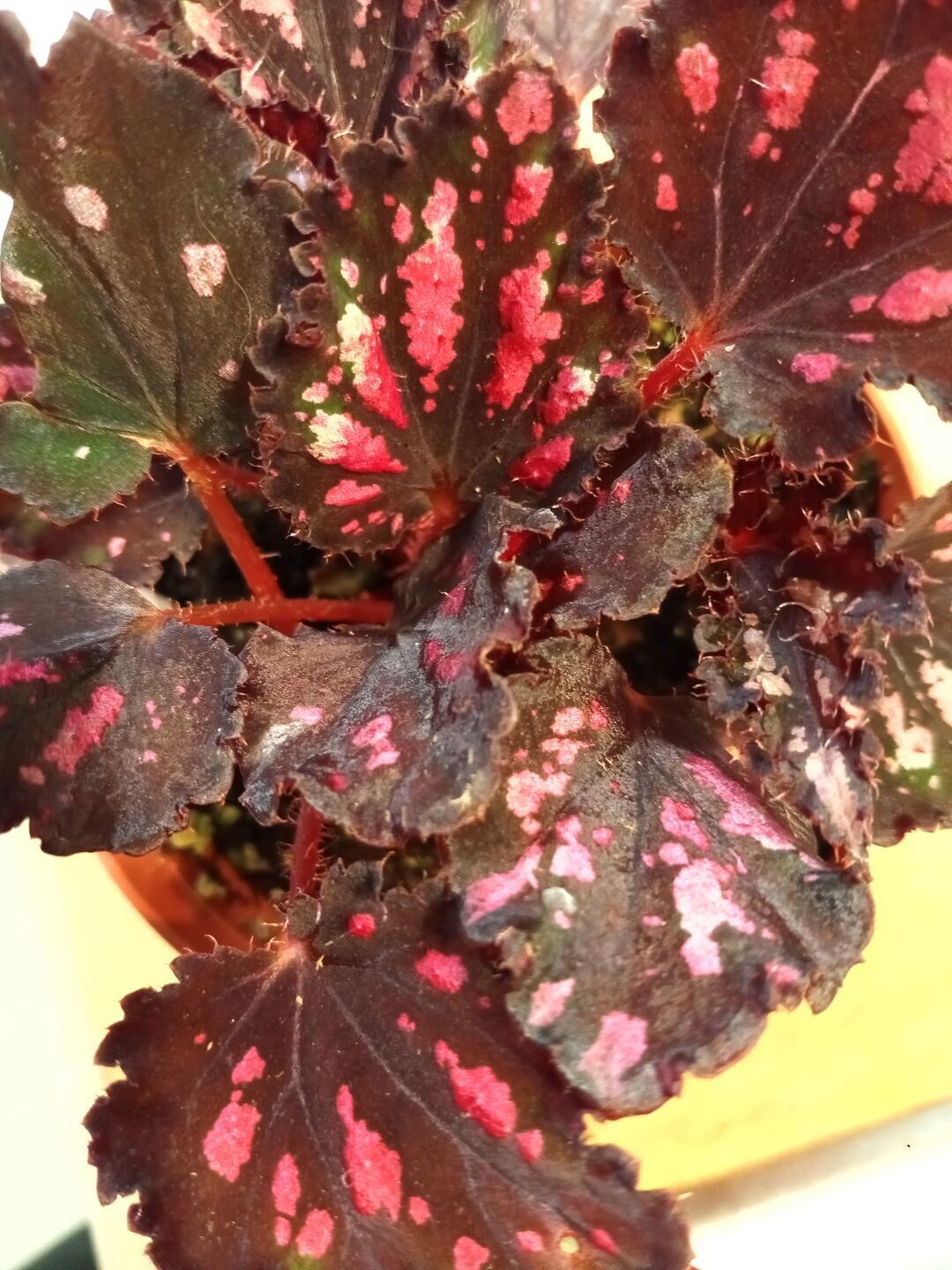 Harmony&#39;s Red Hots