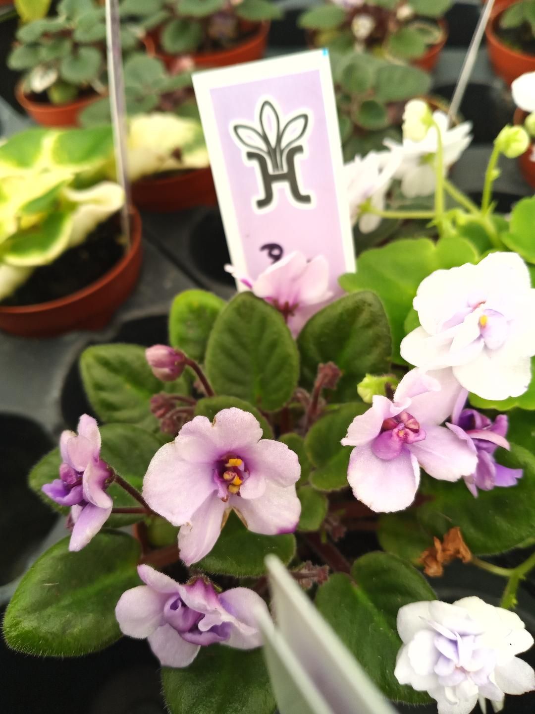 Hunter&#39;s Primal Scream