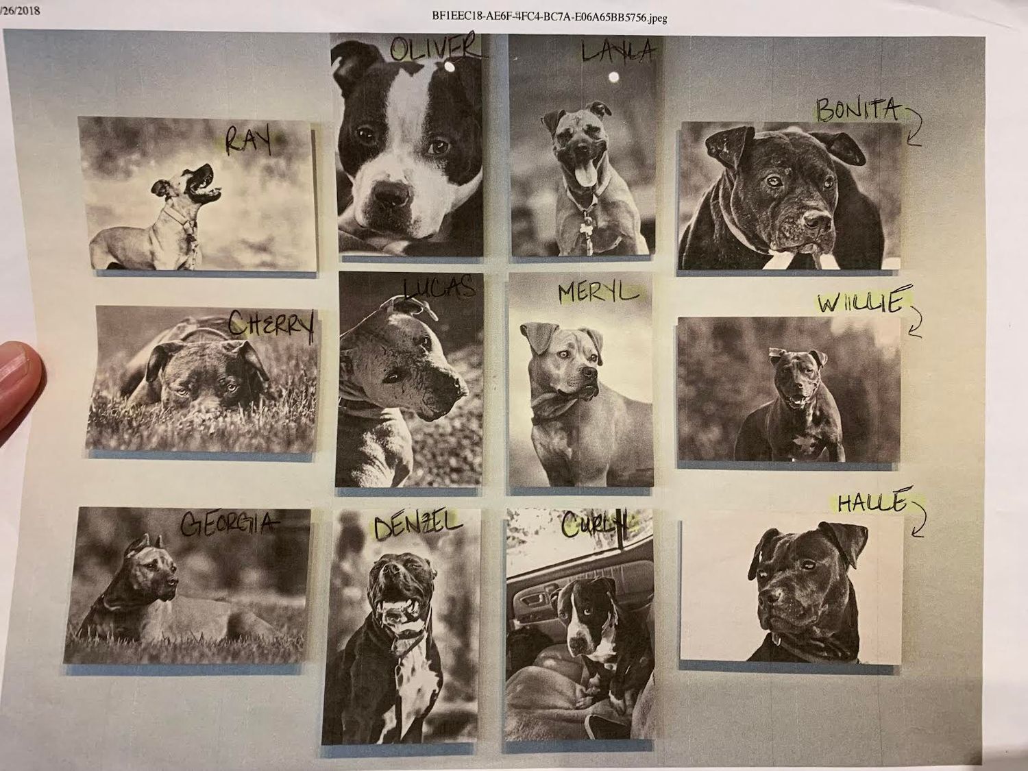 The &quot;Vicktory&quot; Dogs