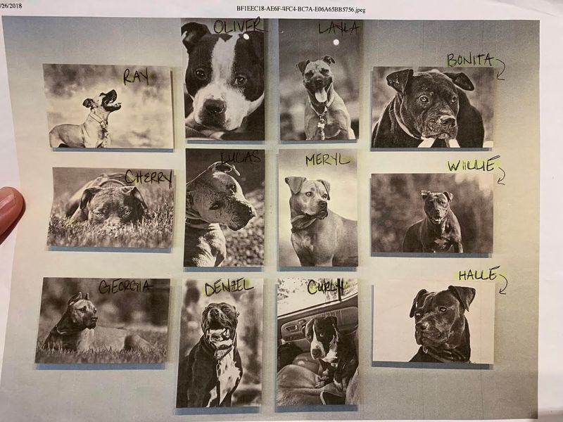 The &quot;Vicktory&quot; Dogs