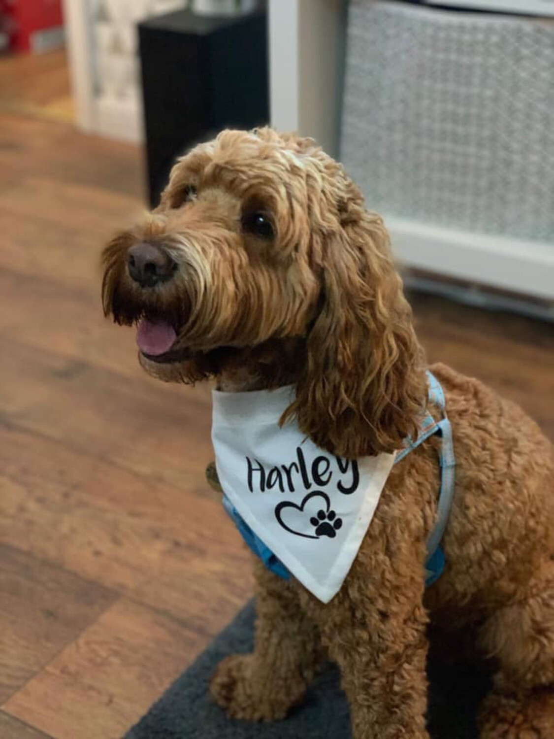 Personalised Dog Bandana