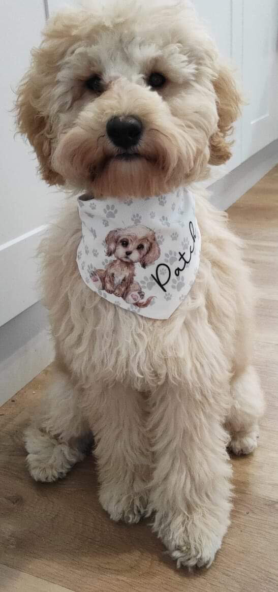 Personalised Dog Breed Bandana