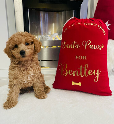Stocking/Sack For Pets