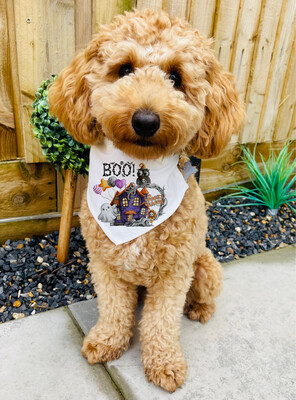 Halloween Dog Bandana