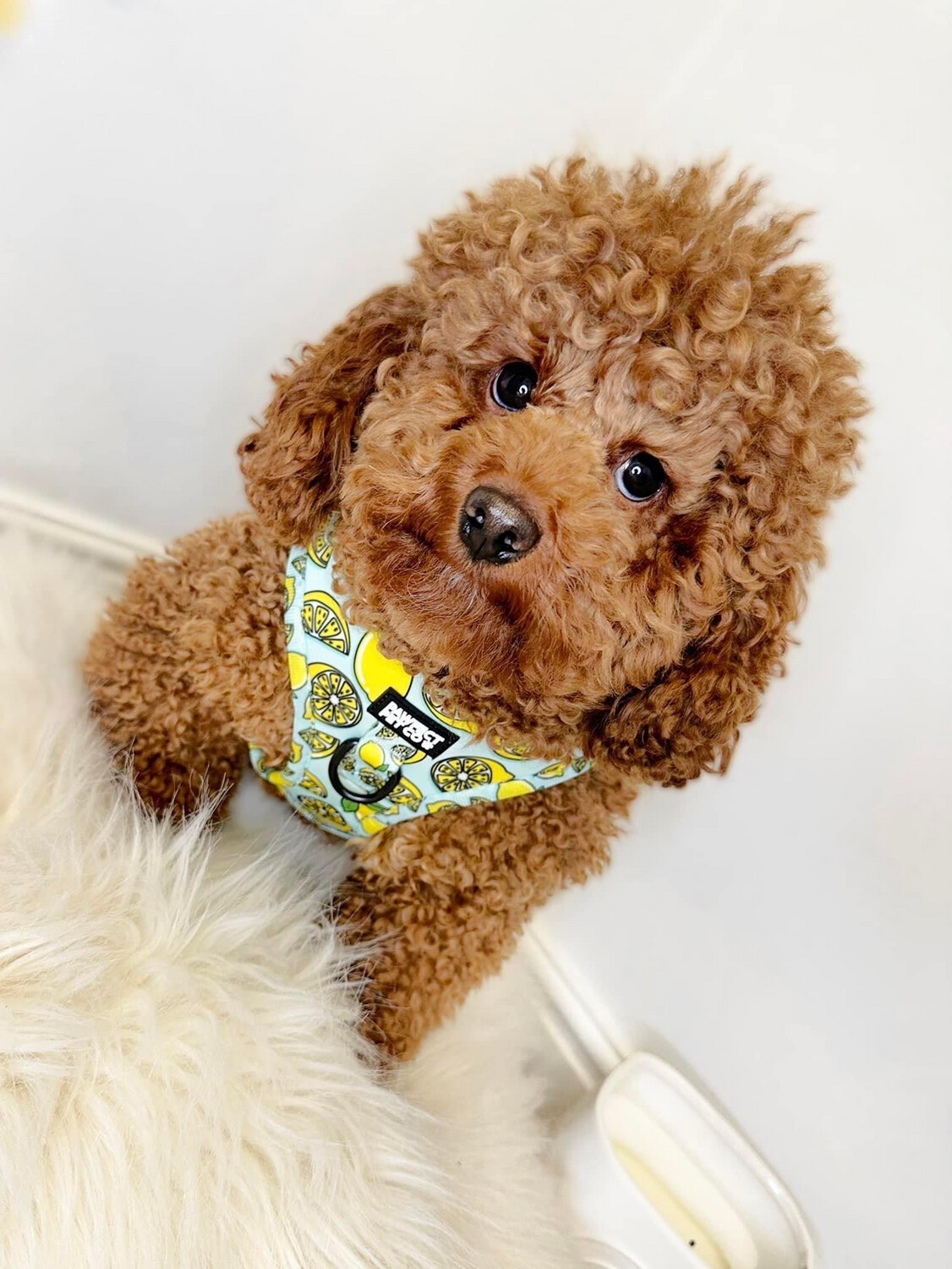 Jammie Puppy Dog Accessories