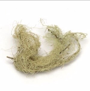 Whole Usnea Lichen 1 oz