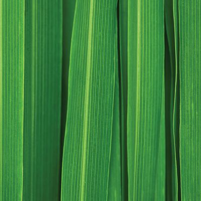 Lemongrass