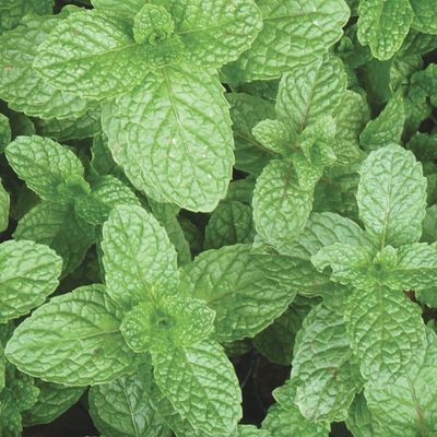 Mint