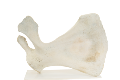 Whale Bone