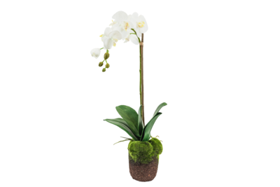 White Orchid in Moss Pot