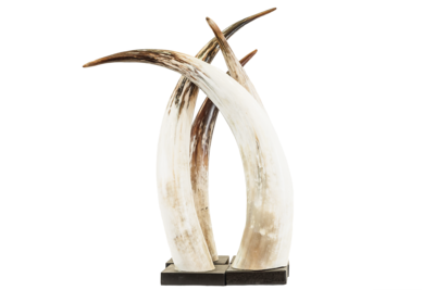 Watusi Cattle Horn