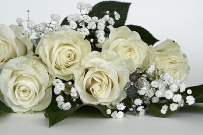 Roses blanc Pure