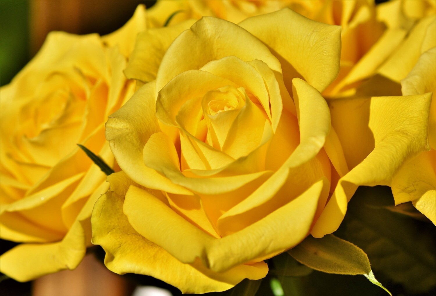 Roses jaunes