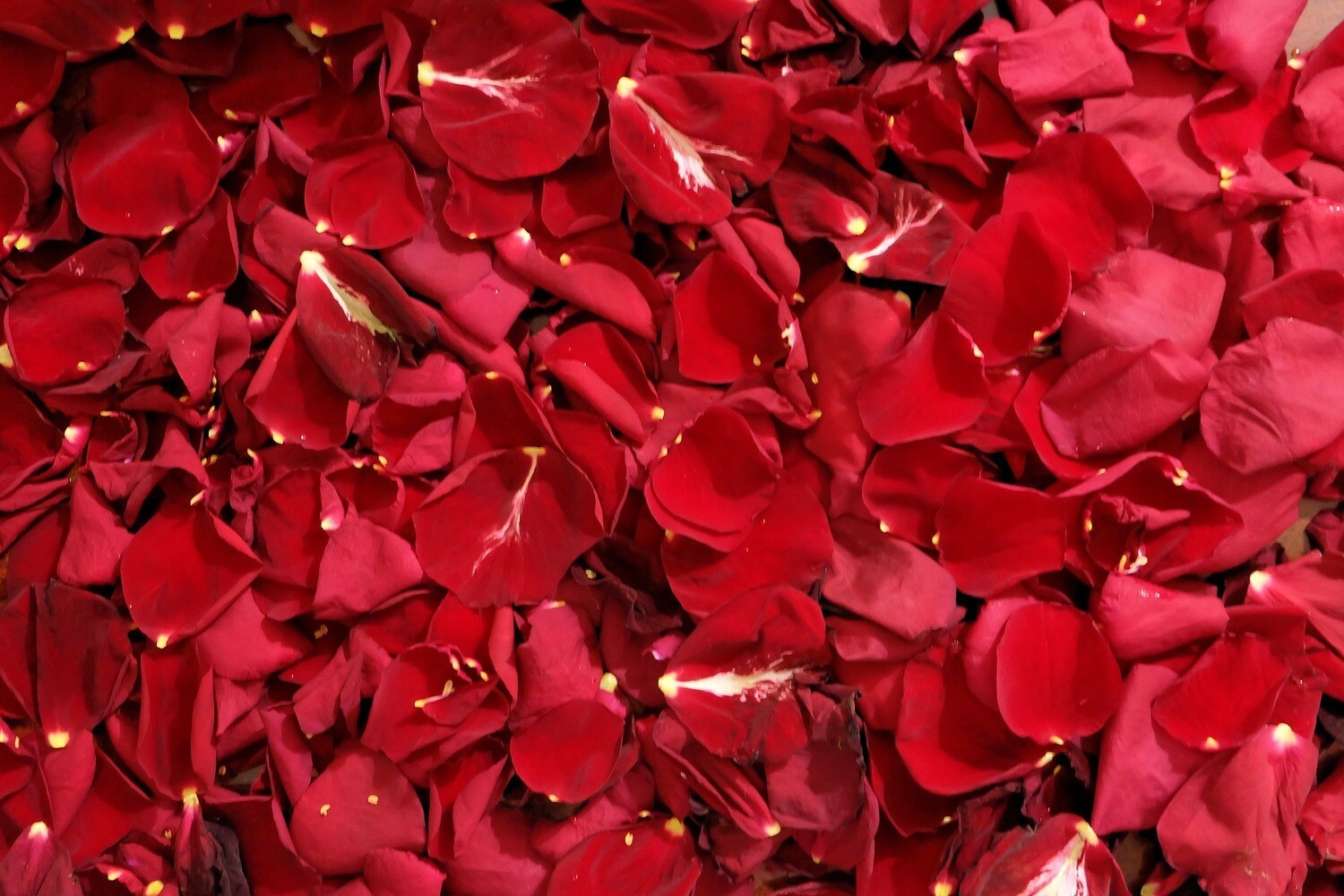 Sac de pétales de roses