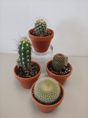 Cactus pot 5"