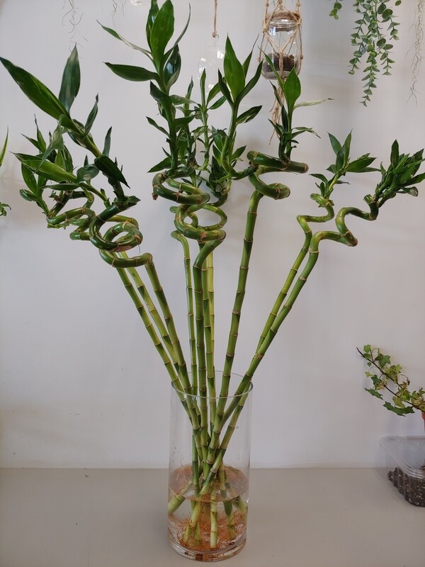 Lucky Bamboo Spiral 35 cm