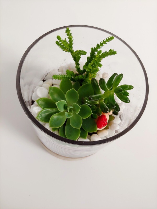 Terrarium sur socle de bois 5"