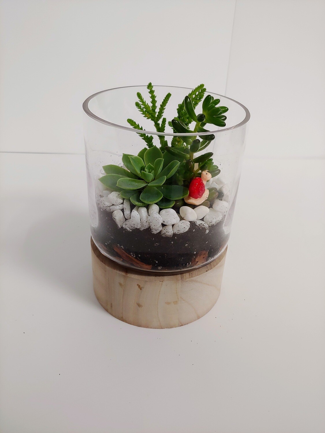 Terrarium sur socle de bois 5&quot;
