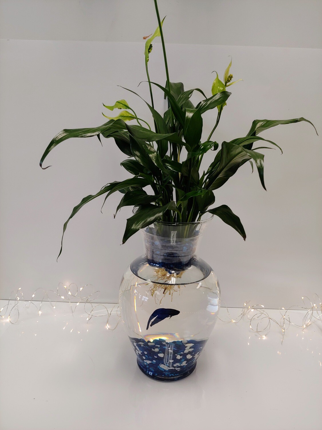 Jardin de poisson Betta