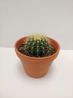 Cactus Echinocactus