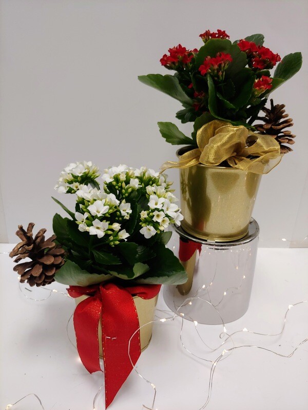 Kalanchoe des fêtes