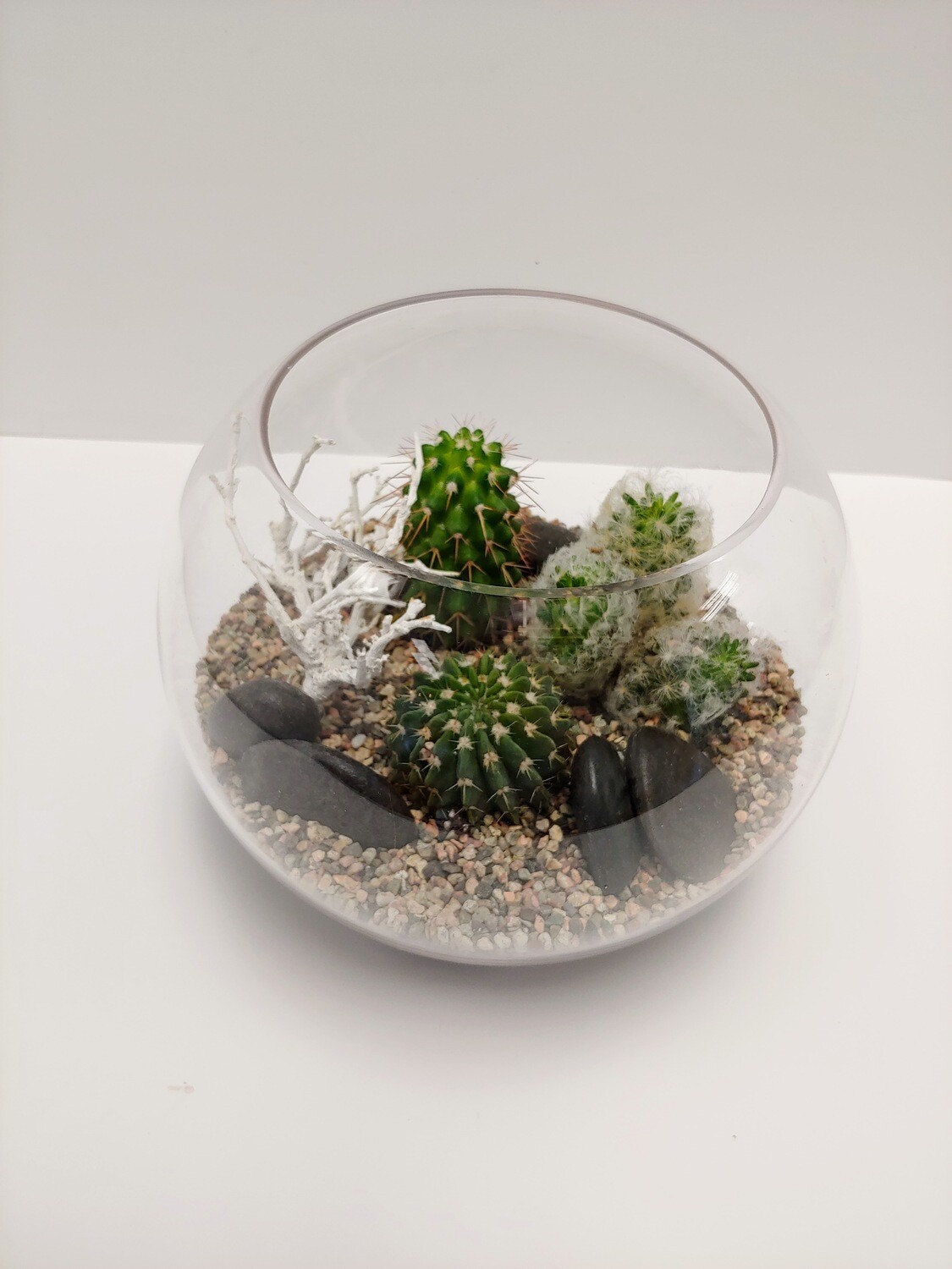 Jardin de Cactus 12&quot;