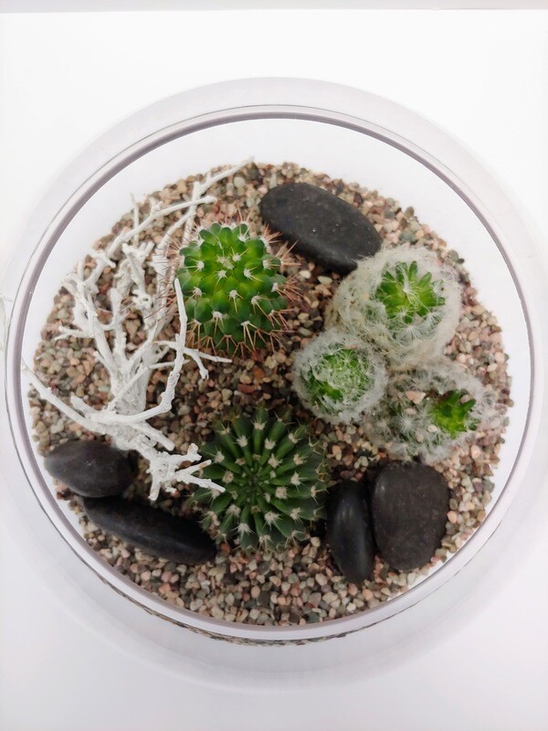 Terrarium Cactus 12"