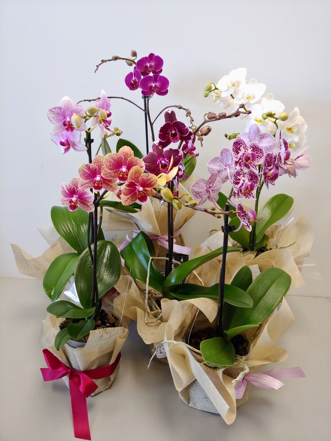 Orchidée mini Phalaenopsis