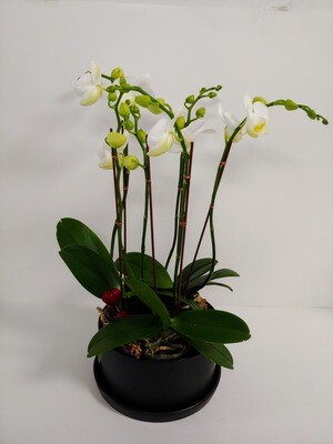 Orchidée trio de petits Phalaenopsis