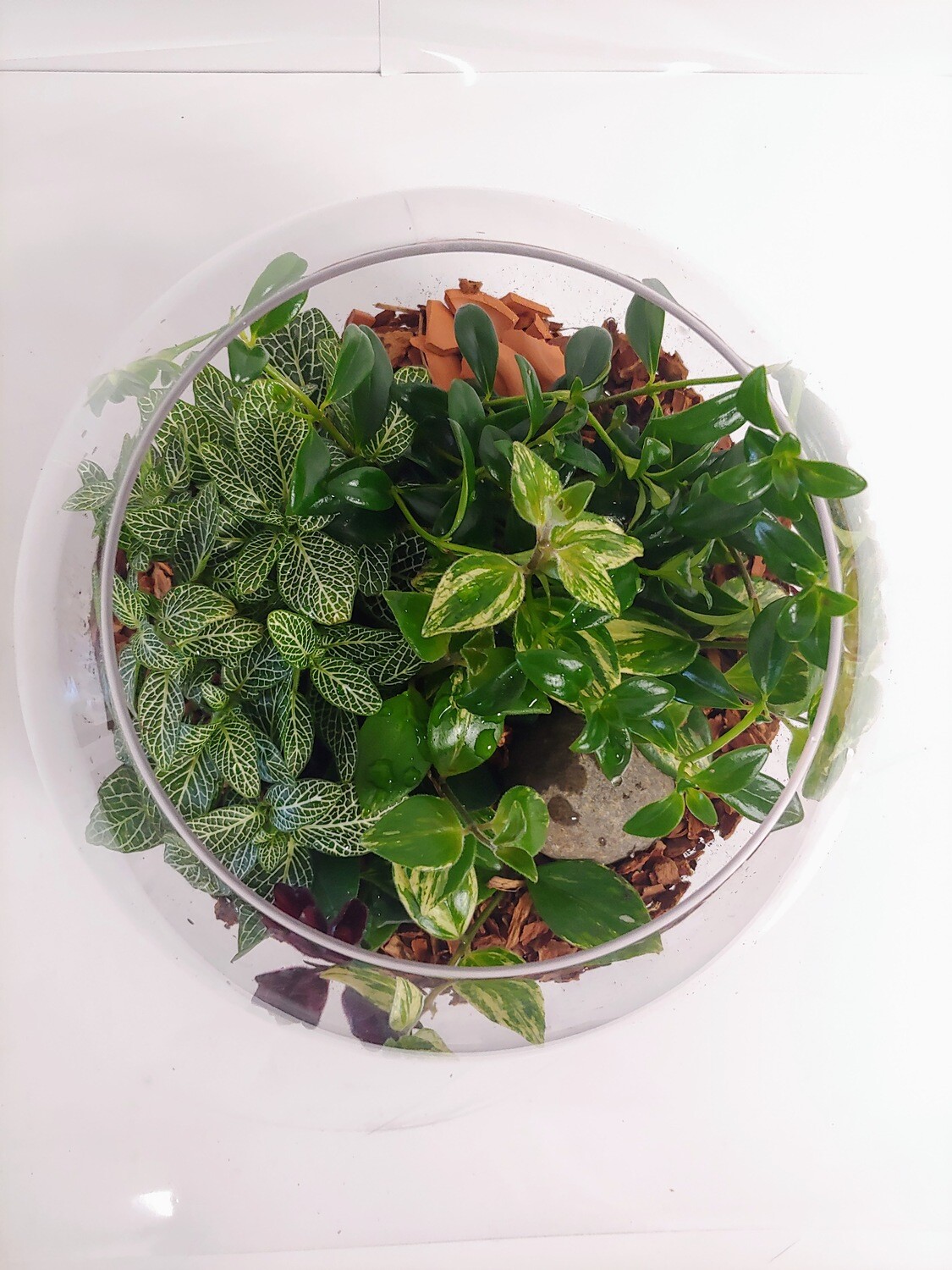 Terrarium plantes vertes