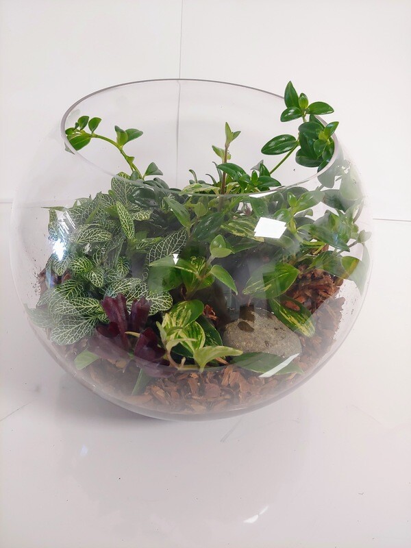 Terrarium plantes vertes