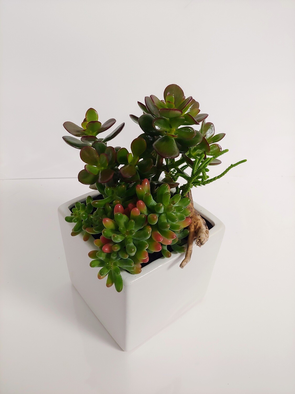 Jardin de succulantes