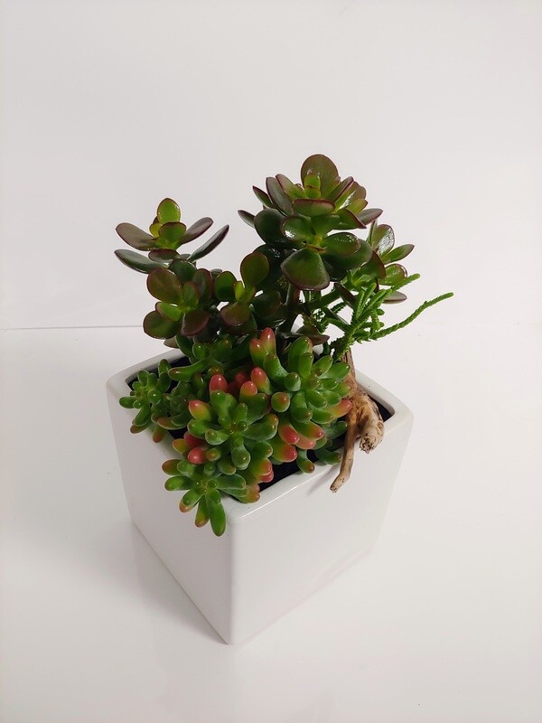 Jardin de succulantes