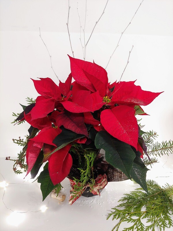 Poinsettia pot 6"