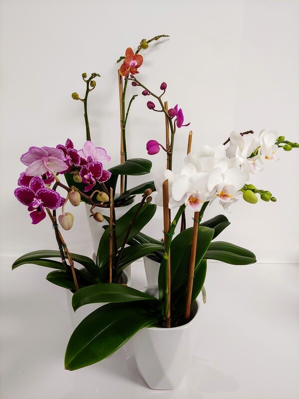 Orchidée  petite Phalaenopsis