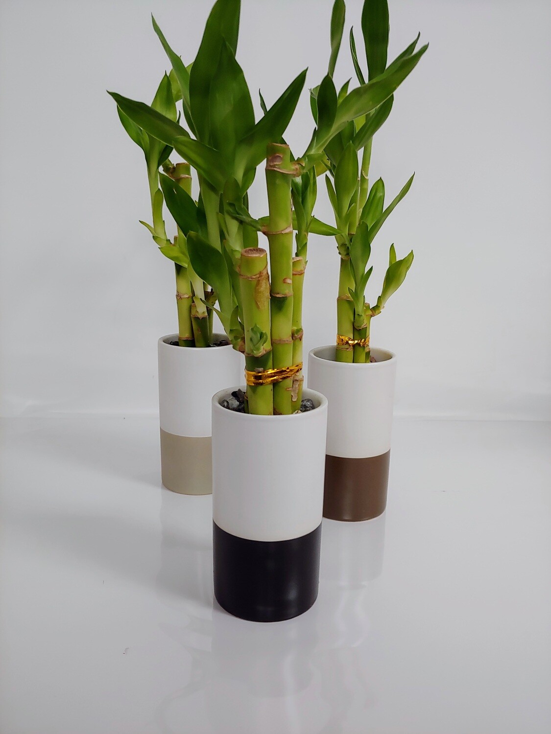 Lucky Bamboo
