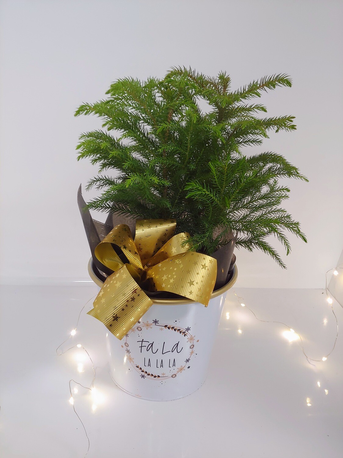 Araucaria des fêtes 6"