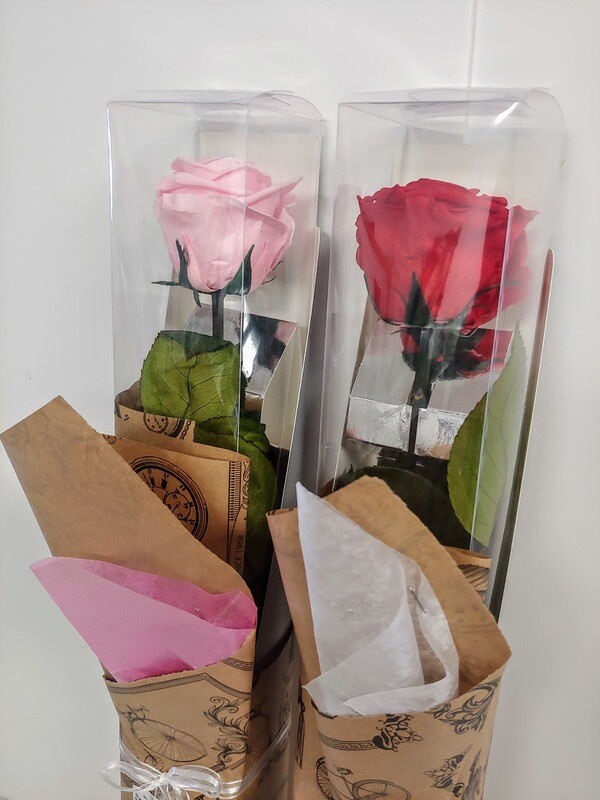 Rose éternelle sur tige