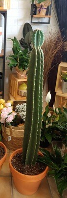 Cactus Cereus 3 pieds de hauteur et plus