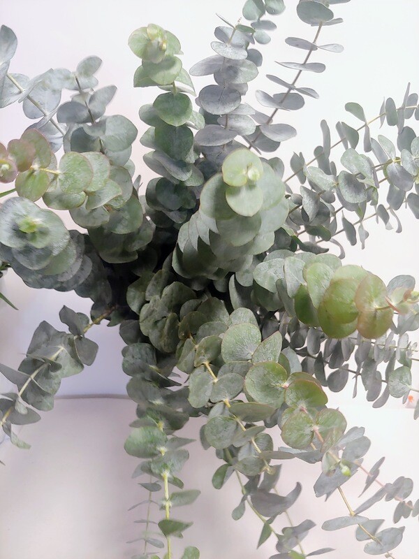 Varied eucalyptus