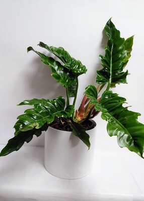 Philodendron Tiger Tooth pot 10 &quot;