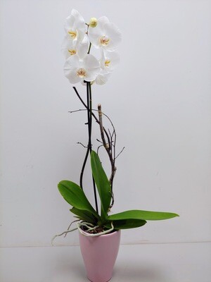 Orchidée Phalaenopsis pot 5" 1 tige