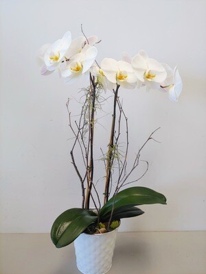 Orchidée Phalaenopsis pot 5&quot; 2 tiges