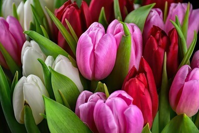 Bouquet de tulipes mix