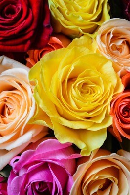 Roses couleurs mélangées
